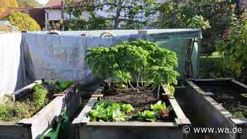 Hochbeet im Herbst: Dieser Trick verlängert die Ernte – die meisten Gärtner kennen ihn nicht