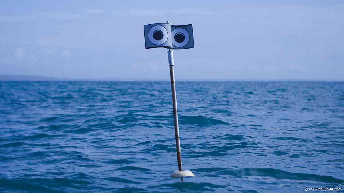 Beware the giant googly eyes! Scientists deploy 'floating scarecrows' off the coast of Cornwall to deter seagulls