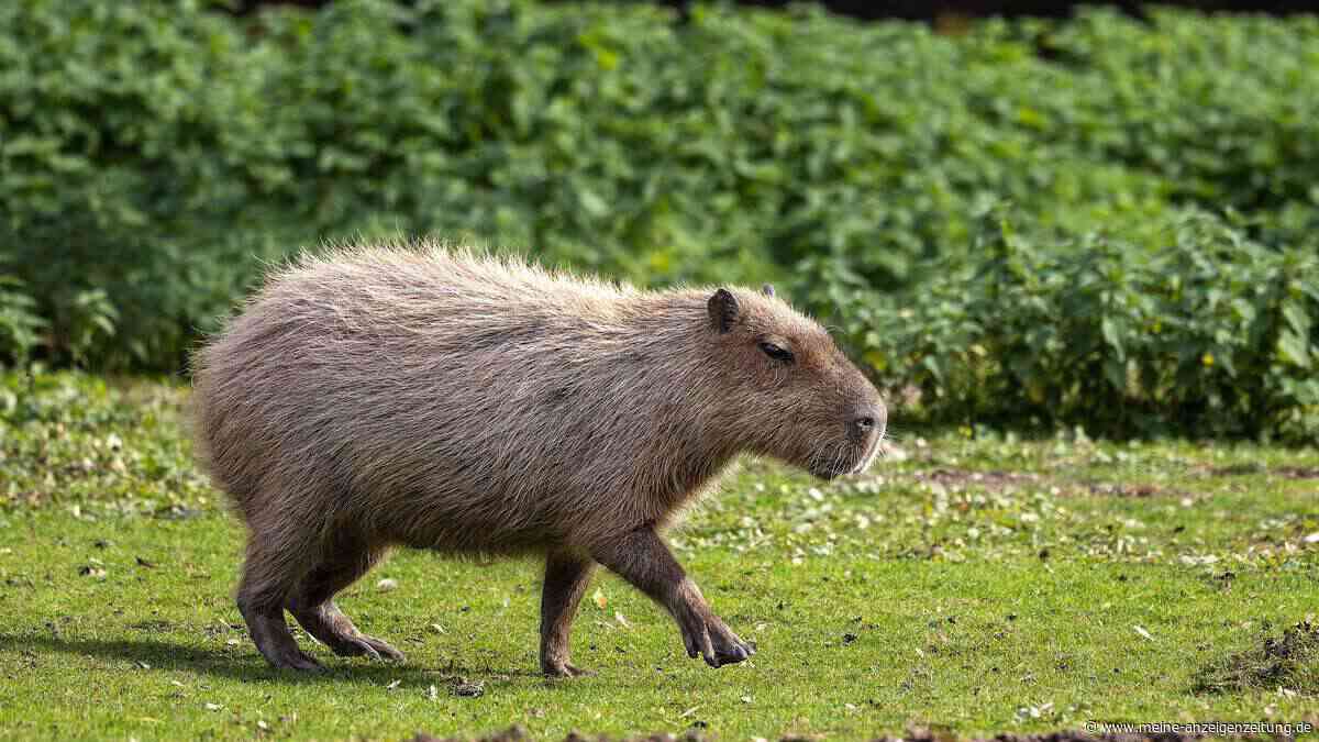 Monatelang auf der Flucht: Wasserschwein Samba wird zum Star von Hampshire