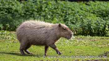 Monatelang auf der Flucht: Wasserschwein Samba wird zum Star von Hampshire