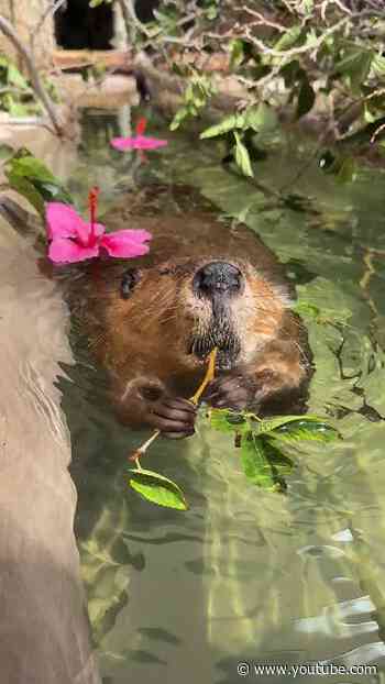20 Seconds of Beaver Cronches 🦫