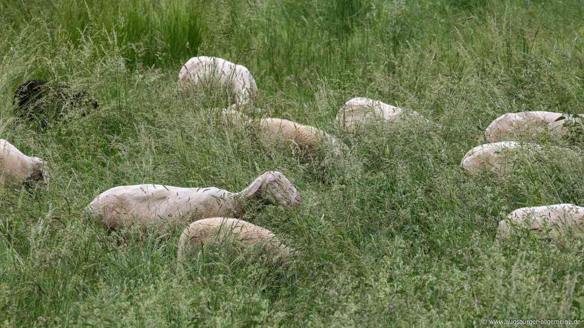 Ganze Schafherde gestohlen? Mann setzt Belohnung für Hinweise aus