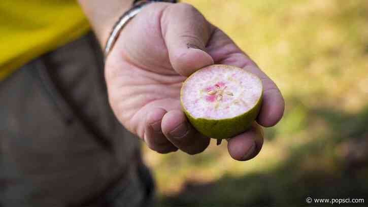 One of the world’s rarest pears only grows in a small Italian town
