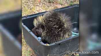 Austin Wildlife releases 'prickly patient' after successful rehab