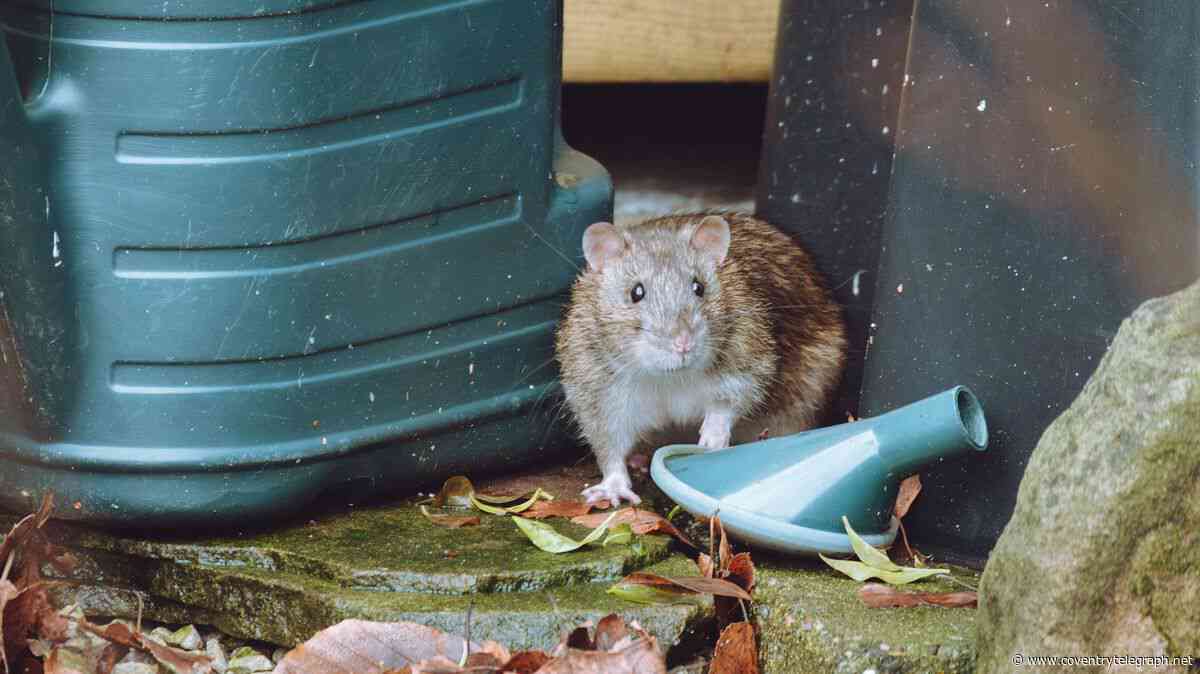 Coventry rat infestation: Residents wait months for council pest control as demand rises