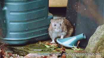 Coventry rat infestation: Residents wait months for council pest control as demand rises