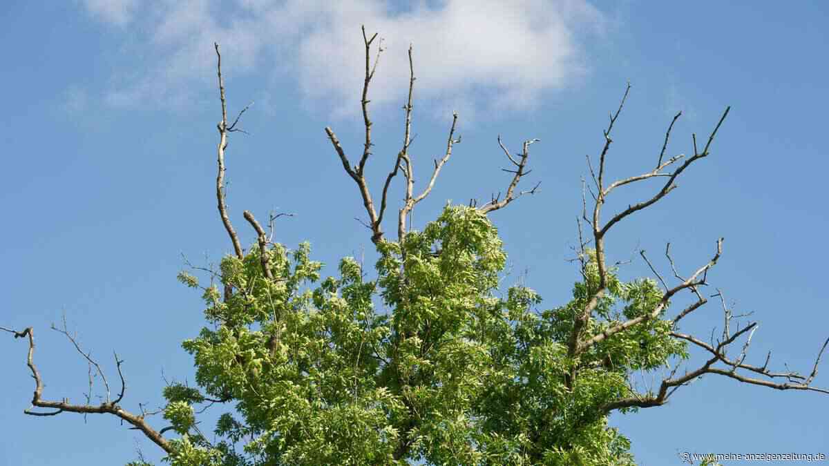 Das Problem bei Eschen – deswegen meiden Gärtner sie