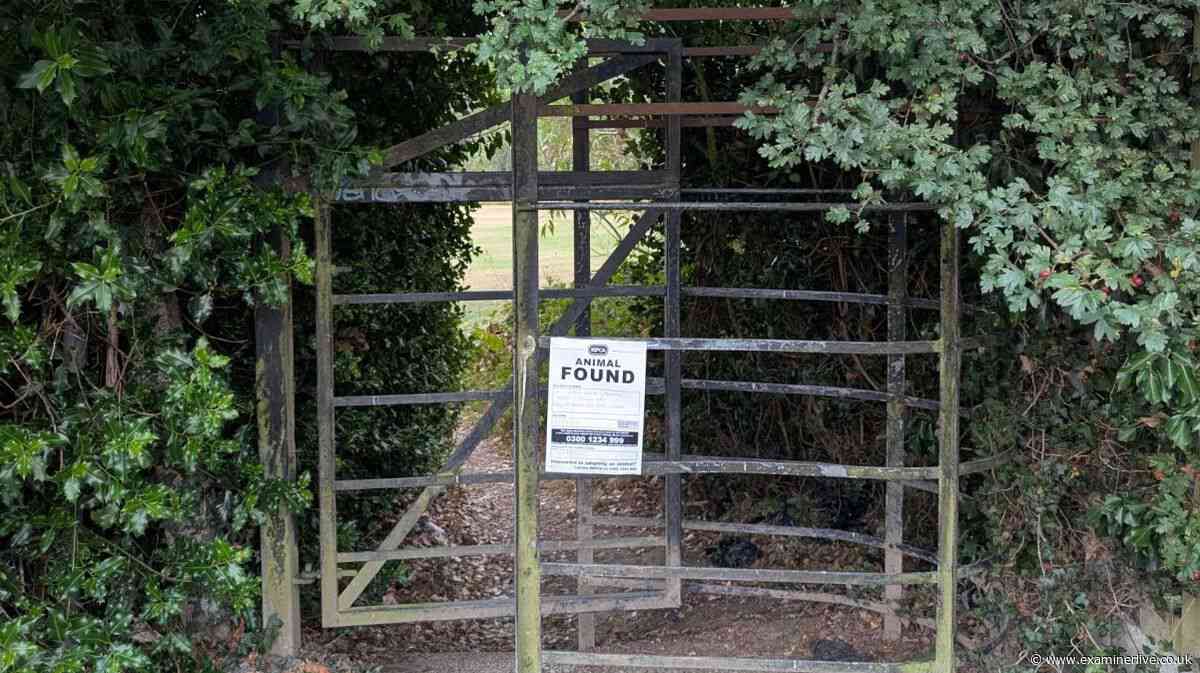 Horror as bodies of six tiny kittens found in woods at Sheffield golf club