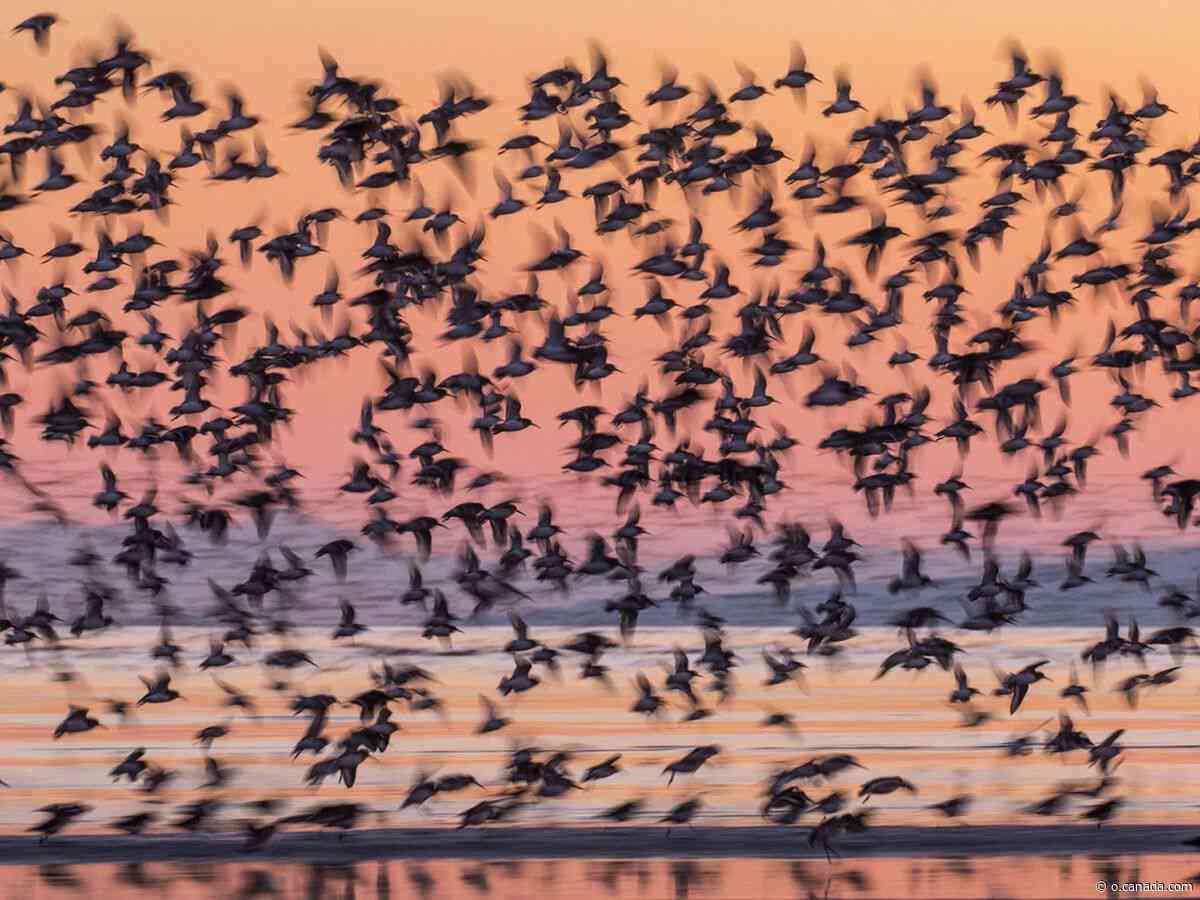 Where to find B.C.'s most beautiful birds this fall
