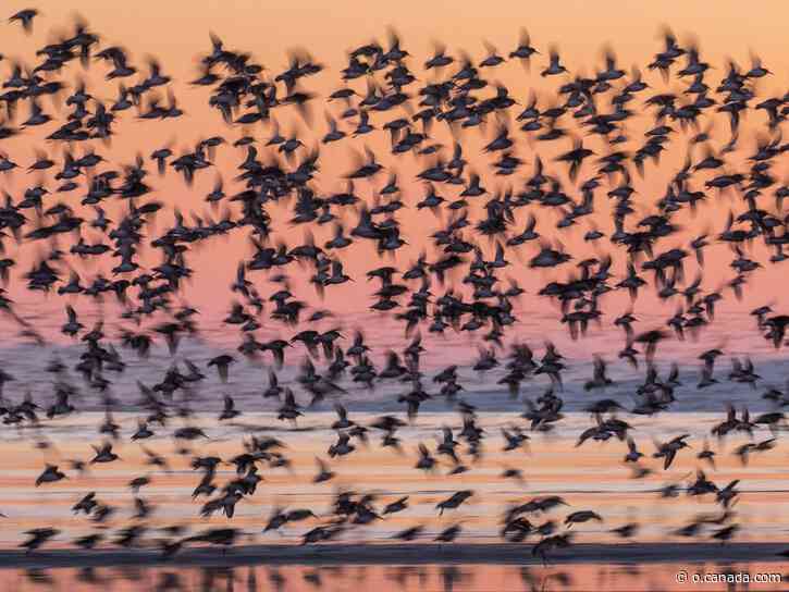Where to find B.C.'s most beautiful birds this fall