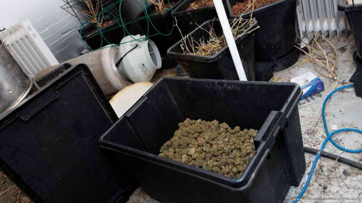 Seven arrested and three cannabis farms smashed after police raids across Rochdale