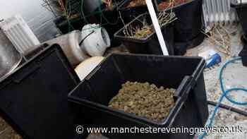 Seven arrested and three cannabis farms smashed after police raids across Rochdale