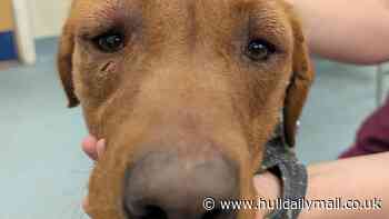 Former professional dog walker handed animal ban following RSPCA investigation