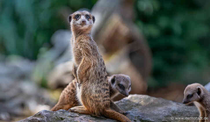 Herbstferienprogramm im Zoo Vivarium