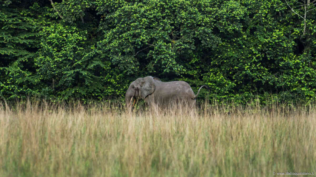 “Quando uno elefante viene ucciso, il resto diventa difensivo”: l’associazione Elephant Protection Society contro una decisione del governo