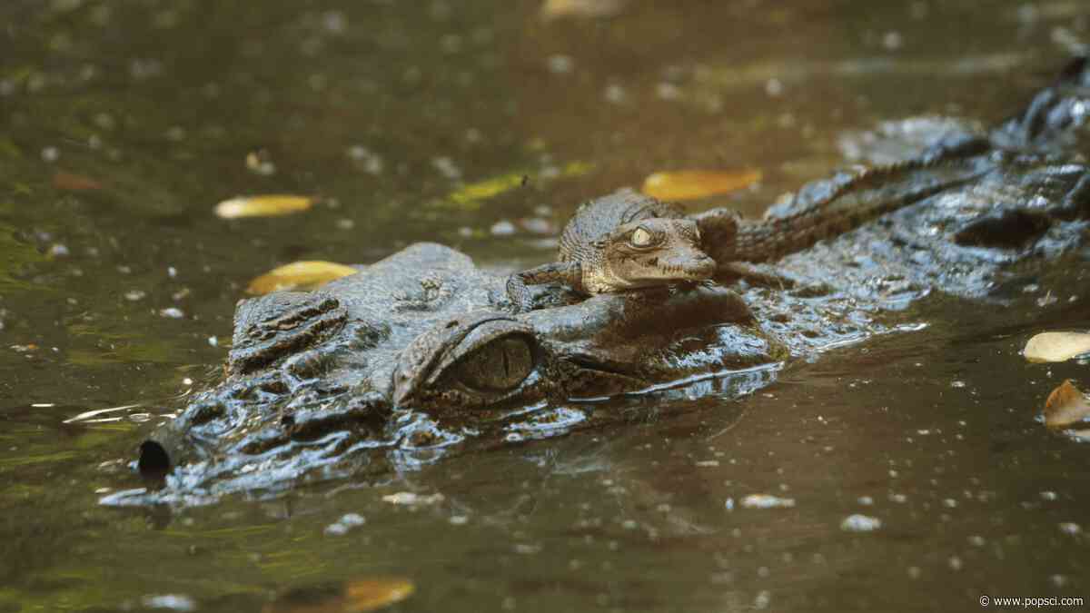 Man in Singapore faces 10 years in jail for AI crocodile image