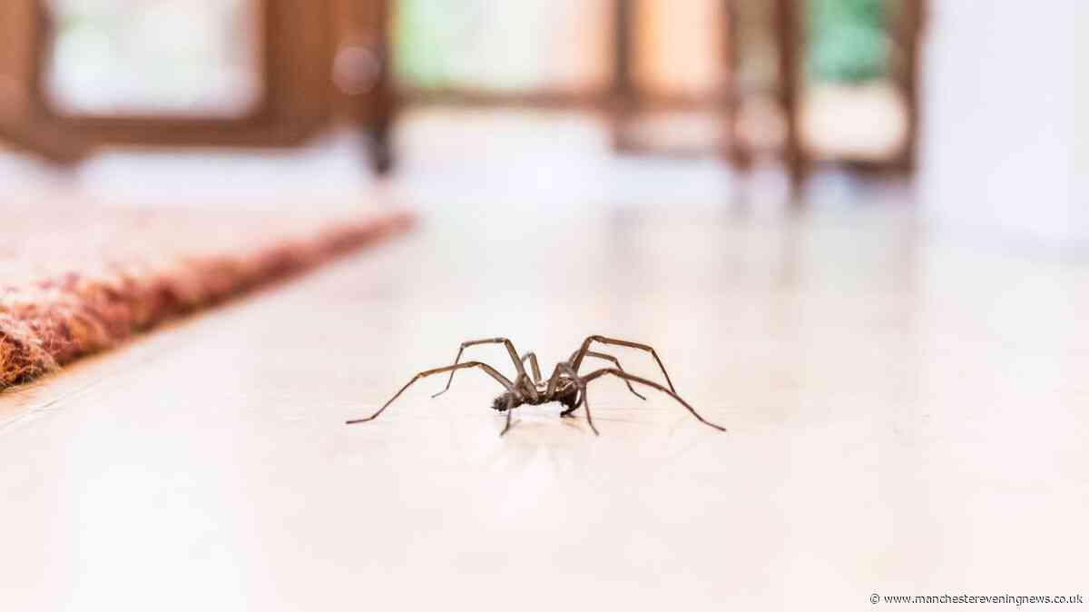 Two things every UK household should do in October as giant 10cm spiders invade homes