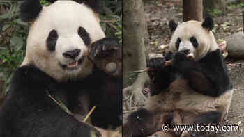 2 Giant Pandas Arrive at Zoo Atlanta From China. Meet Ping Ping and Fu Shuang!
