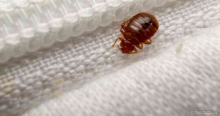 ‘Mutant’ bed bugs are infesting the UK — and Londoners blame the Tube