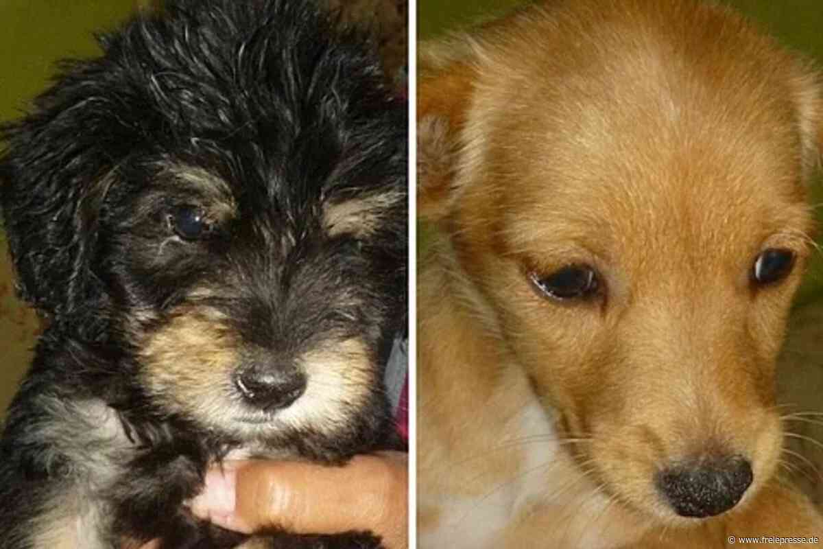Mögliche Tollwutgefahr durch ungeimpfte Hundewelpen