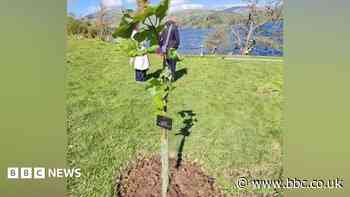 Stolen Sycamore Gap sapling mystery continues