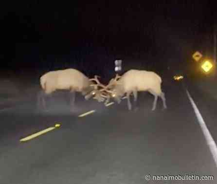 VIDEO: North Island driver captures elk encounter on Highway 19