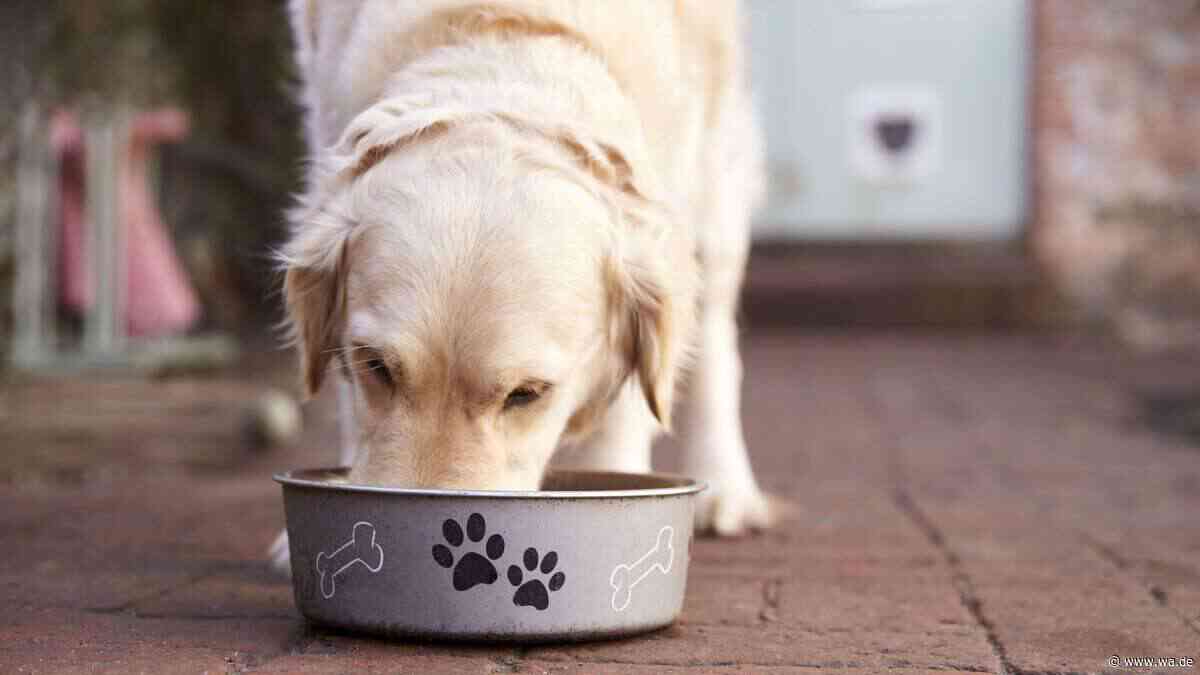 Neues Tierfutter bei Lidl: Was sollten Kunden besser wissen?