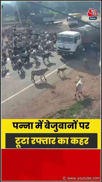 तेज रफ्तार ट्रक की चपेट में आईं बेजुबान गायें, सामने आया दर्दनाक मंजर | #Panna #TruckAccident