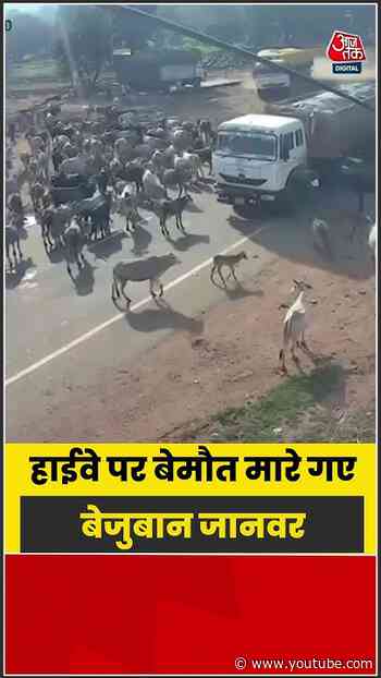 तेज रफ्तार ट्रक की चपेट में आए बेजुबान, कैमरे में कैद हुआ दिल दहला देने वाला मंजर | #Panna