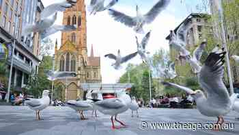 ‘More seagulls than people’: Nine months after reopening, City Square is a ghost town