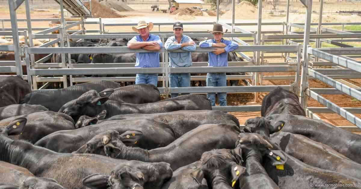 Cattle market: southern rain shifts buyer demand, yardings rise in the north