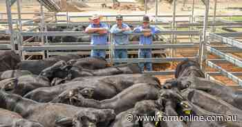 Cattle market: southern rain shifts buyer demand, yardings rise in the north