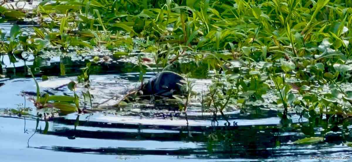 Guests at Myakka River State Park track the wild visitors
