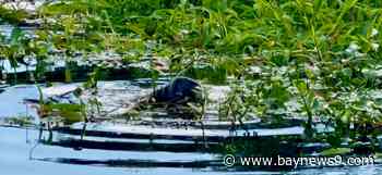 Guests at Myakka River State Park track the wild visitors