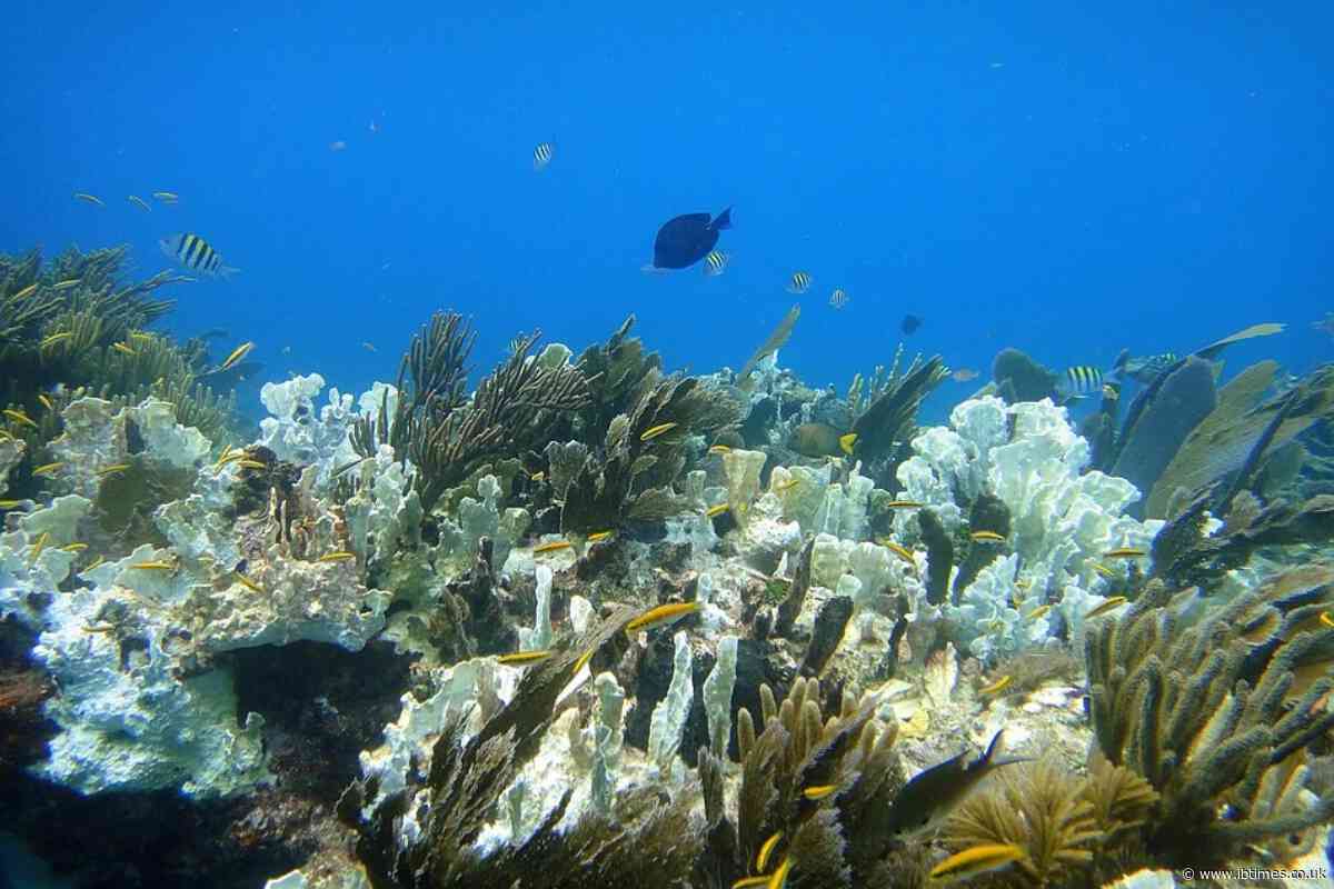 Oceans Absorbed 40 Times the World's Energy Use in 2025 as 84% of Coral Reefs Hit Bleaching Heat