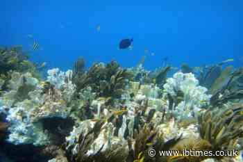 Oceans Absorbed 40 Times the World's Energy Use in 2025 as 84% of Coral Reefs Hit Bleaching Heat