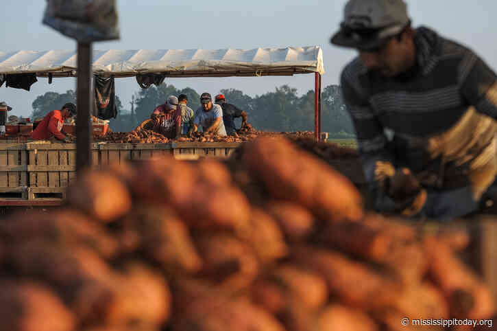 Farm worker, 24, dies of heat exposure in North Mississippi