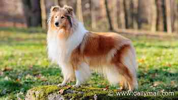 Britain's most iconic dogs are disappearing: Owners swap Old English Sheepdogs, Collies and Bloodhounds for fashionable designer crossbreeds