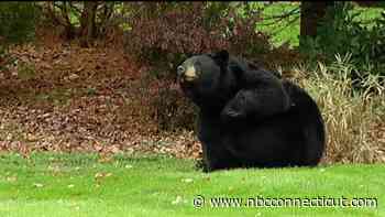 Bear shooting in Granby renews debate over Connecticut regulations