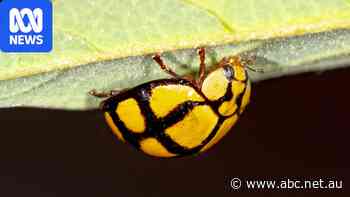 Who wins your vote for the 2026 ABC Australian Insect of the Year?