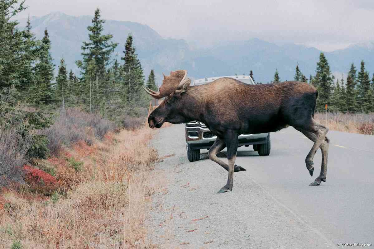 Size Matters When Hunting Wyoming’s Diverse Big Game Populations