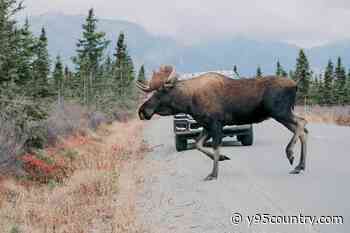 Size Matters When Hunting Wyoming’s Diverse Big Game Populations