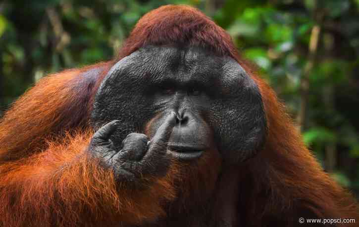 18 hilarious photos from the 2026 Comedy Wildlife Awards