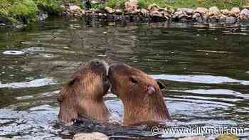 Capy ever after? New capybara named Rupert arrives at UK zoo... in search of love
