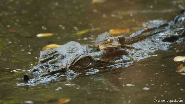 Man faces 10 years in jail for AI crocodile image
