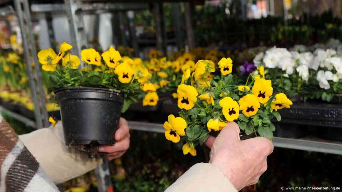 Balkon bleibt bunt: Stiefmütterchen trotzen dem Herbst