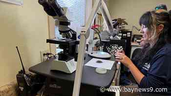 Pinellas County urges residents to do their part as dengue, West Nile activity grows