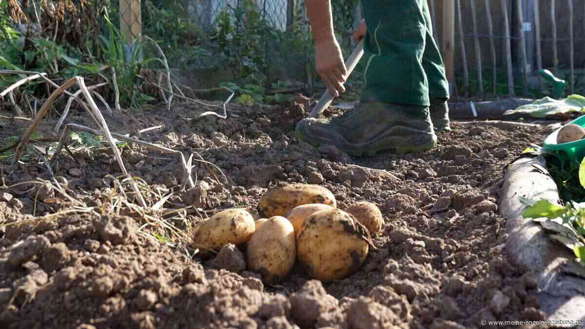 Alte raus, neue rein: Warum es sinnvoll ist, im Herbst Kartoffeln zu pflanzen