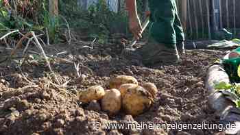 Alte raus, neue rein: Warum es sinnvoll ist, im Herbst Kartoffeln zu pflanzen