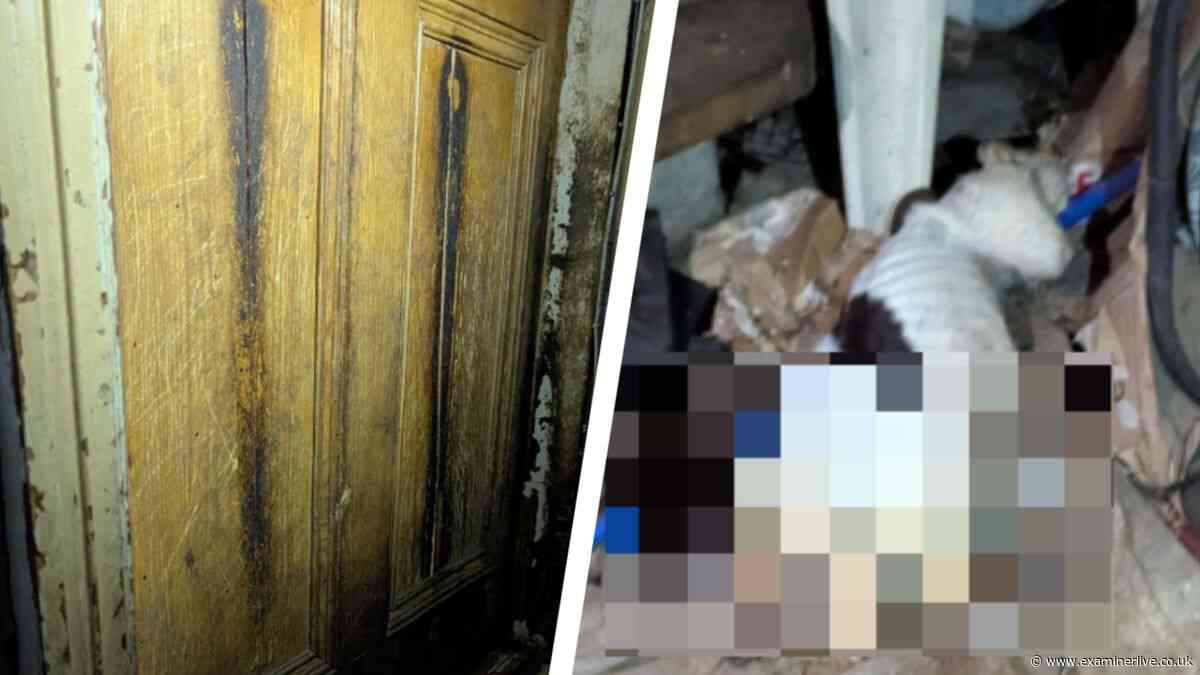 Dog found dead in Bradford cellar with scratch marks on door - but man walks free